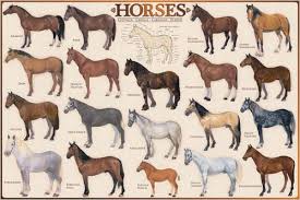 Site de ressource sur les races de chevaux