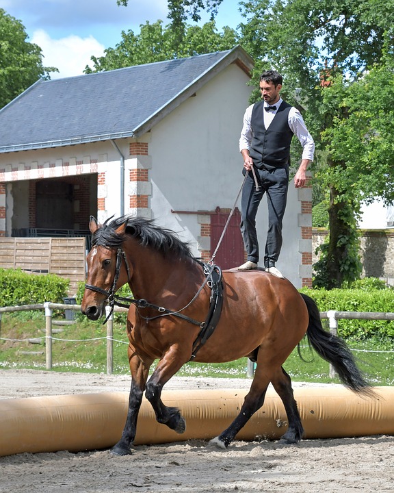 Equitation: Les éléments à considérer avant de choisir une selle